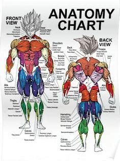 This is a table of muscles of the human anatomy. Learn muscle names and how to memorize them | Muscular System | Human muscle anatomy, Muscle ...