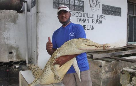We did not find results for: Siapa pun Bisa Menjadi Pawang Buaya | HMStimes.com