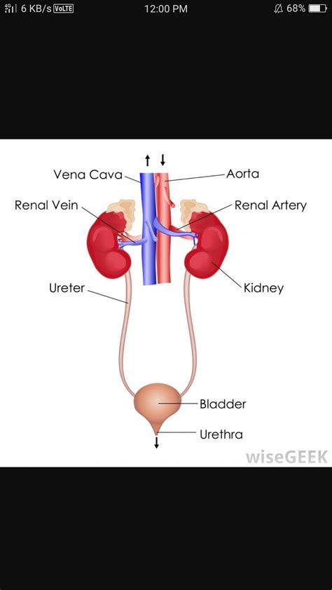 Eliminates urea, liquid, and other unneeded material , what is homeostasis function, is blood flows in the kidneys from a renal artery. With the help of a labelled diagram of human excretory ...
