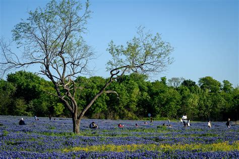 Ennis Bluebonnet Trails Texas Bluebonnet Roadmap Named The