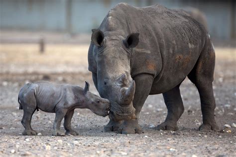 World Rhino Day 2015 10 Facts Photos About Rhinoceros To