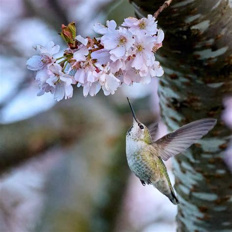 Hummingbird In A Cherry Blossom Tree Rwildlifephotography
