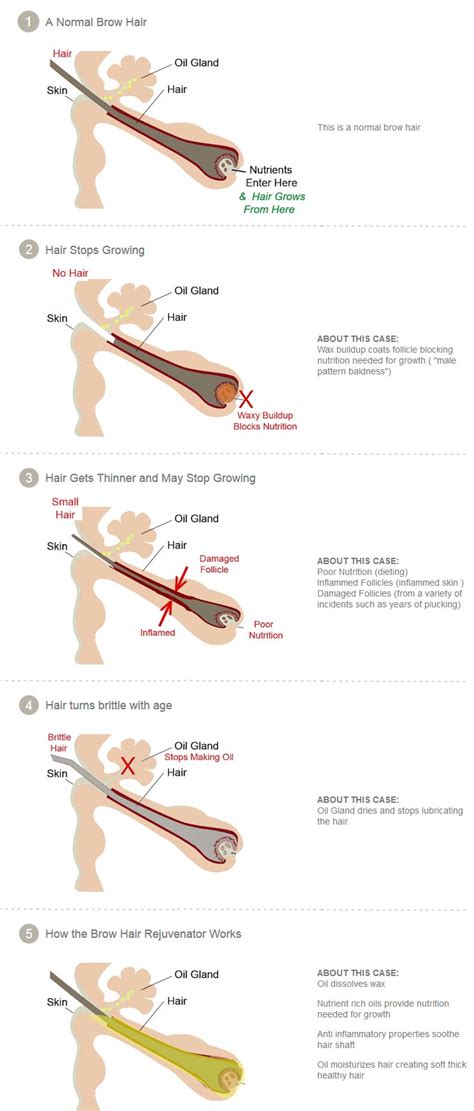 How to repair hair follicles. Eyebrow & Lash Rejuvenator