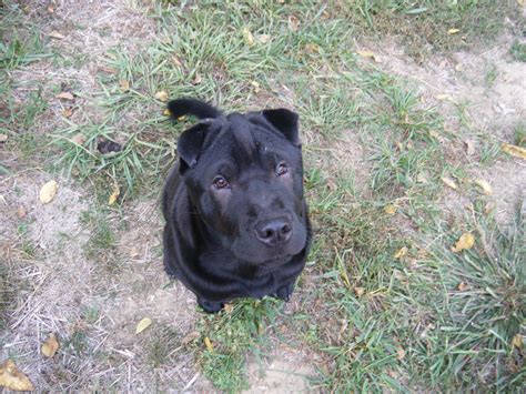 5 Month Old Black Shar Pei Puppy Shar Pei Puppies Puppies Chinese