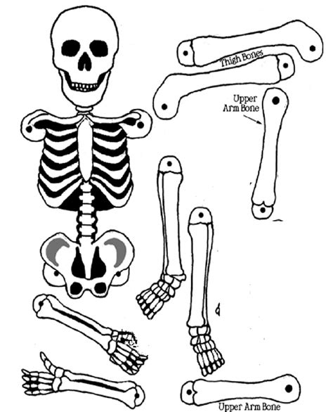 Esqueleto Humano Para Recortar Y Montar Ejercicios Ciencias Primaria