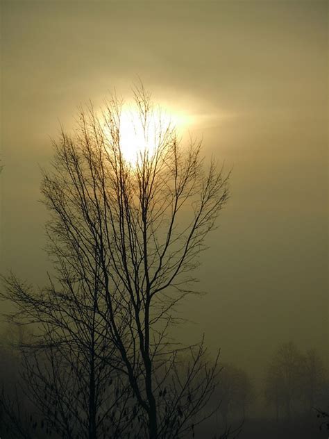 Morning Mist Sun Backlighting Free Photo On Pixabay Pixabay