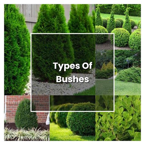 How To Grow Types Of Bushes Plant Care And Tips Norwichgardener