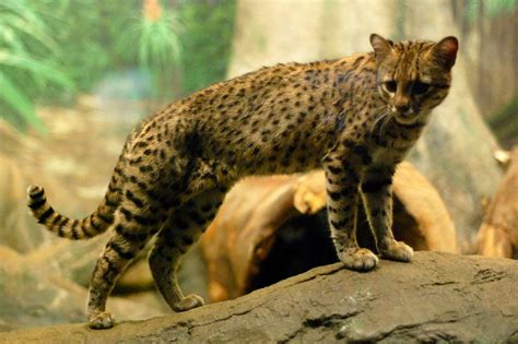 20 de febrero dia internacional del gato. El gato montés argentino se convierte en el pesticida ...