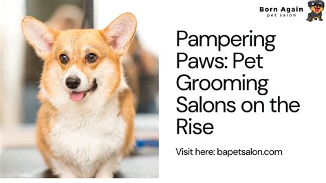 Features to look for in the best pet grooming salon | by Born Again Pet