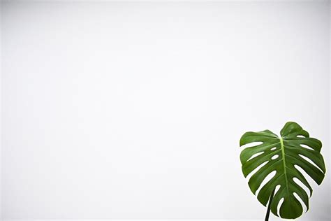 Green Leaf With White Background Plants White Background White