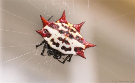 This Badass Spider That Chills Outside My Door Natureismetal