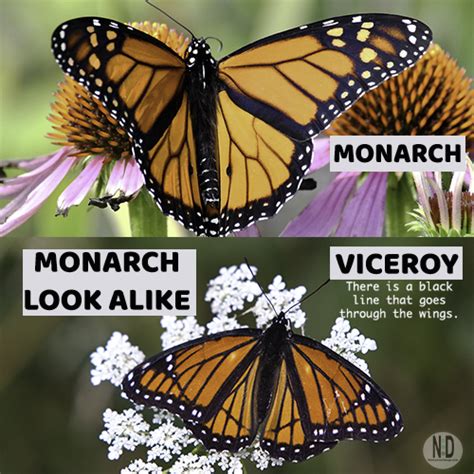 how to tell male and female monarch apart nikki lynn design