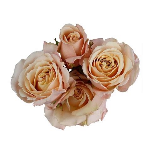Rose Spray Sahara Sensation Sa Florabundance Wholesale Flowers