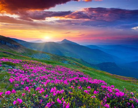 Beauty Of Flowers Wallpaper Mountain Flower Extreme Beauty Of