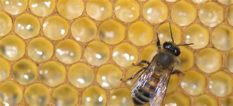 Les abeilles se transforment elles de la même manière que les papillons Notre Nature