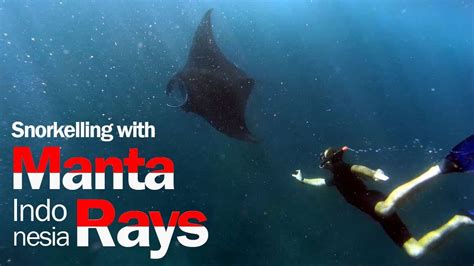 Snorkelling With Manta Rays At Nusa Lembongan Youtube