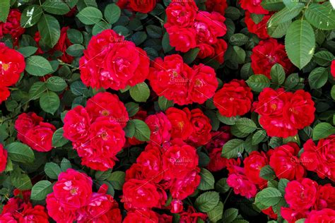 Beautiful Texture Red Flowers And High Quality Nature Stock Photos