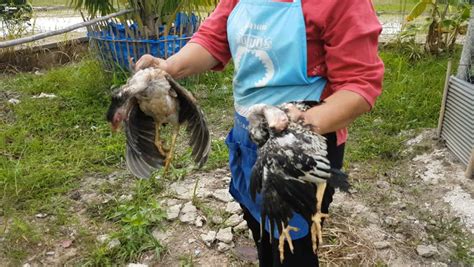 Chinese girl kill chicken 3. Chinese Woman Killing A Goat : Girl To Slaughter Animal ...