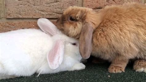 Cute Rabbits Cuddling Youtube