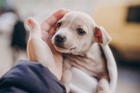 ¿qué Hacer Si Mi Cachorro Llora Por La Noche Causas Y Soluciones