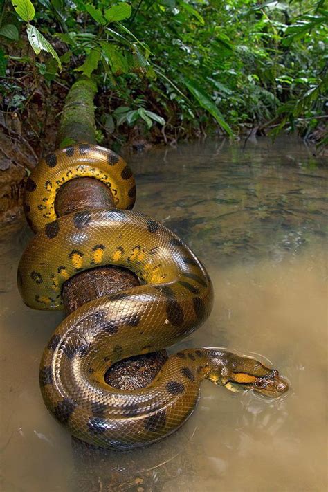 16 Anaconda Facts For Kids That Are Sure To Impress Facts For Kids
