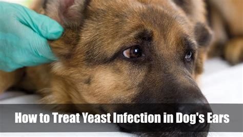 How To Treat Yeast Infection In Dogs Ears 2024 Vet Ranch We Love Pets