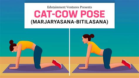 Cat Pose Marjaryasana Cow Pose Bitilasana Cat Cow Yoga Pose Youtube