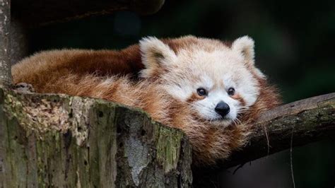 Akhir Pelarian 3 Hari Masala Si Panda Merah Mungil Global
