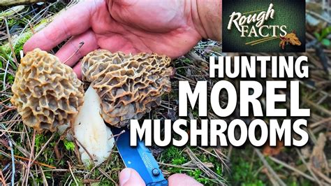 Hunting Morel Mushrooms Where To Find Big Morels Youtube