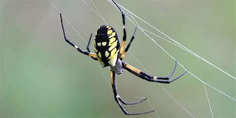 Black Spider With Yellow Spots