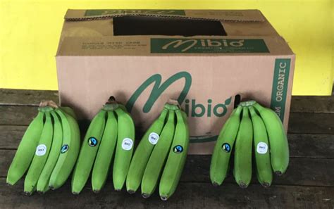 New Organic Bananas Arrive In Uk