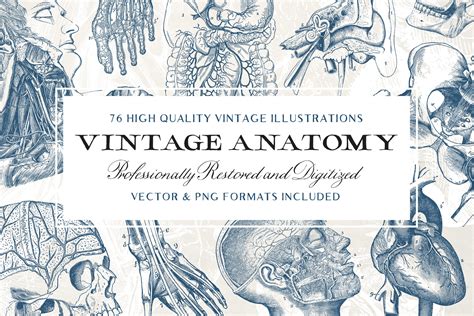 Amazon's choice for vintage anatomy. 76 Vintage Anatomy Illustrations ~ Illustrations ~ Creative Market