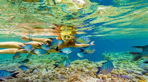 Great Barrier Reef Adventures By Cruise Whitsundays From