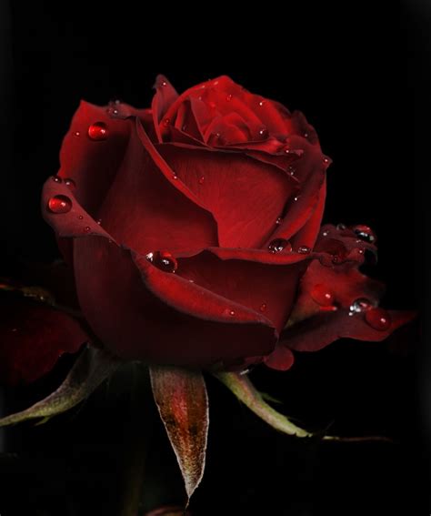 Картинки на аву розы красивые Много фото