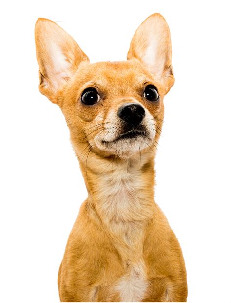 Deer Head Chihuahua A Comparative Guide To Two Chihuahua Types