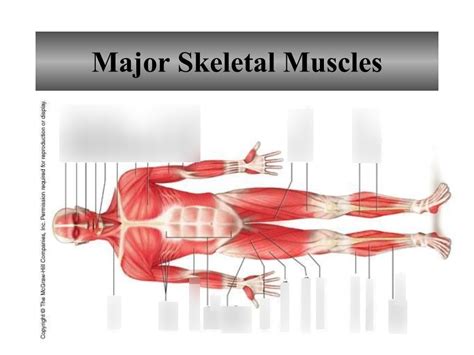 Major Skeletal Muscles Anterior Diagram Quizlet
