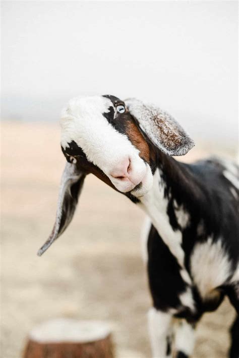 Raising Goats Barn Cleaning And Tips For New Goat Owners
