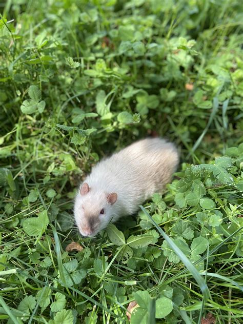 The rats are madddd #madratdead pic.twitter.com/lxlvpcqtax. I lost my last rat yesterday and I miss him already. But ...