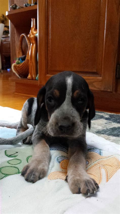 Find the perfect bluetick coonhound puppy for sale in ohio, oh at puppyfind.com. Bluetick Coonhound puppies for sale Ontario