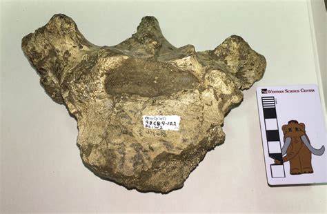 fossil friday mastodon thoracic vertebra — western science center