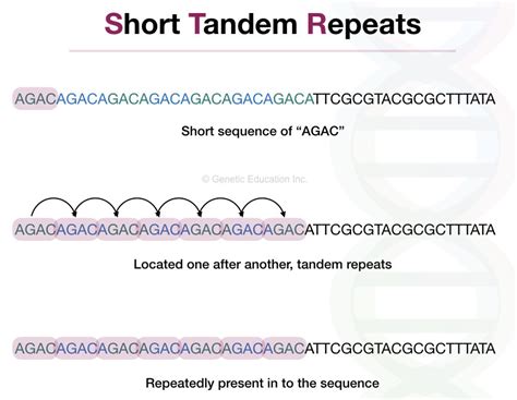 Short Tandem Repeats Strs A Secret Of Every Dna Test