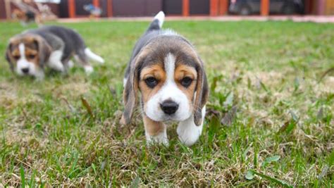 Pocket Beagle Dog Info Temperament Training Puppies