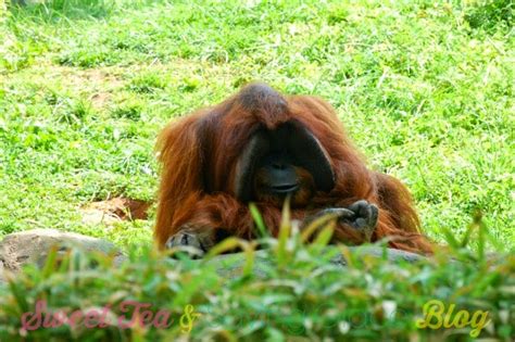 Zoo Atlanta Sweet Tea And Saving Grace