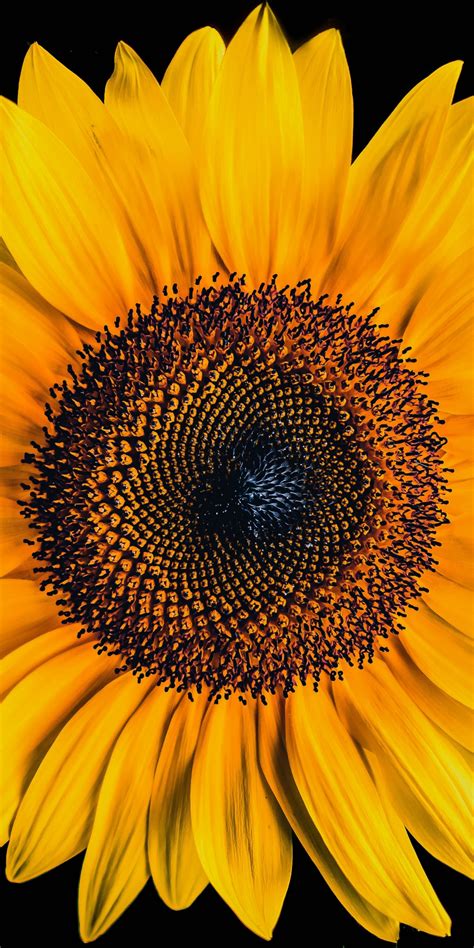 All Black Sunflower Wallpaper Sunflower Full Hd Wallpaper And