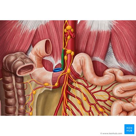 Thoracic Duct Anatomy Course And Clinical Significance Kenhub