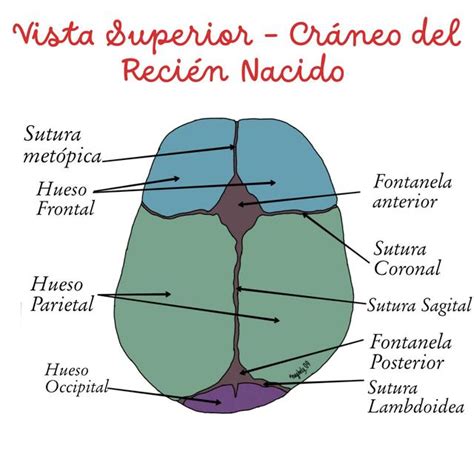 Vista superior del cráneo del recién nacido Obsta en formación uDocz