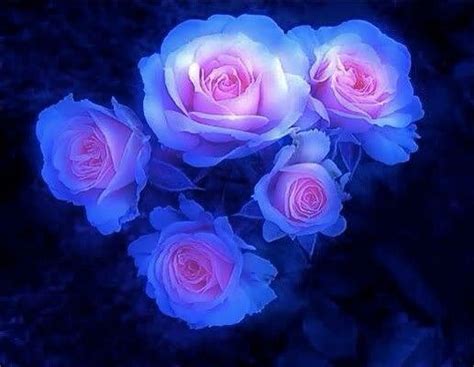 Blue Pink Beautiful Rose Flowers Amazing Flowers