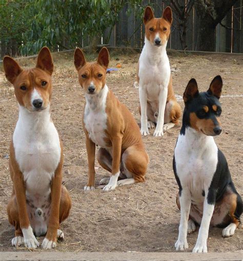 Basenji The Barkless Hunting Dog Terrier University