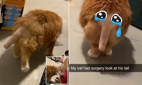 Cat Owner Posts Video Of His Pet With Its Tail Shaved After Surgery