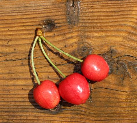 Three Cherries 2 Free Stock Photo Public Domain Pictures